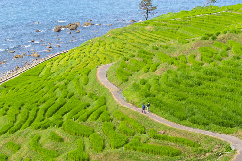 白米千枚田